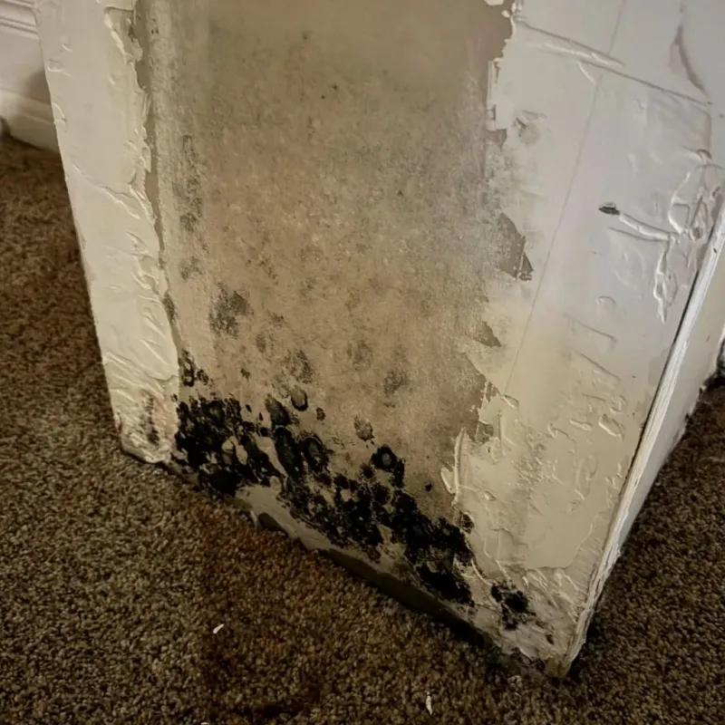 Professional Mold Removal in Upland, CA